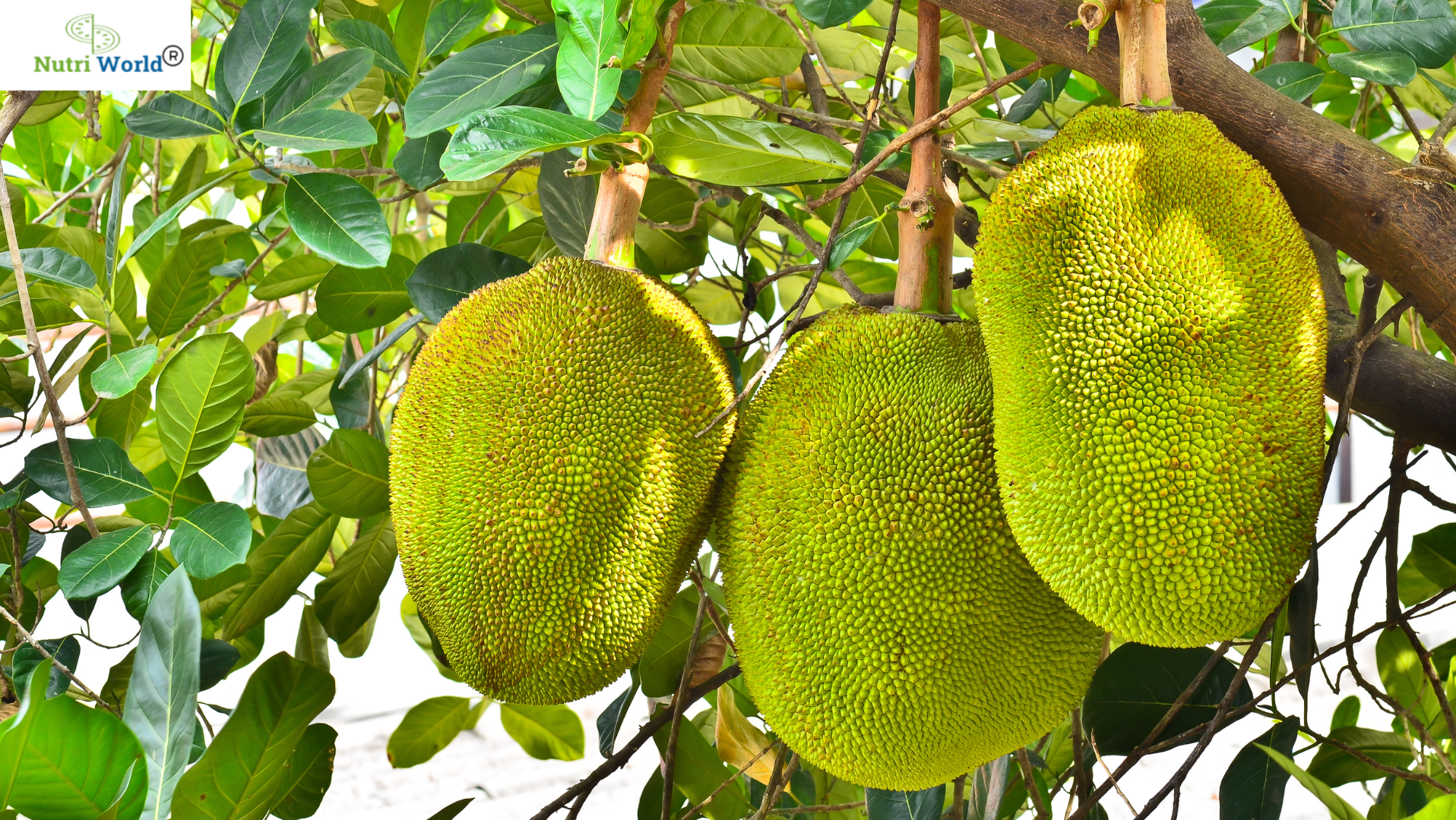 Is Jackfruit Good for Diabetes? Discover the Truth Behind This Tropical Superfood
