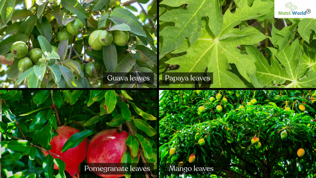 The Surprising Health Benefits of Fruit Leaves You Didn't Know About