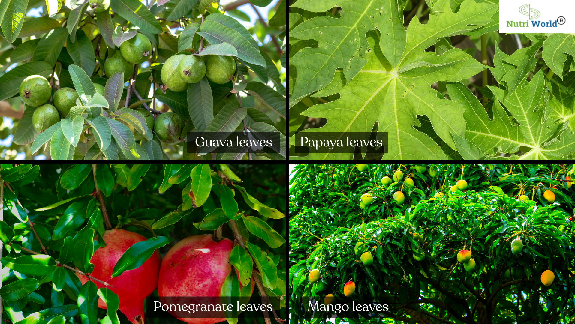 The Surprising Health Benefits of Fruit Leaves You Didn’t Know About