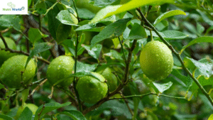 The Surprising Health Benefits of Fruit Leaves You Didn’t Know About