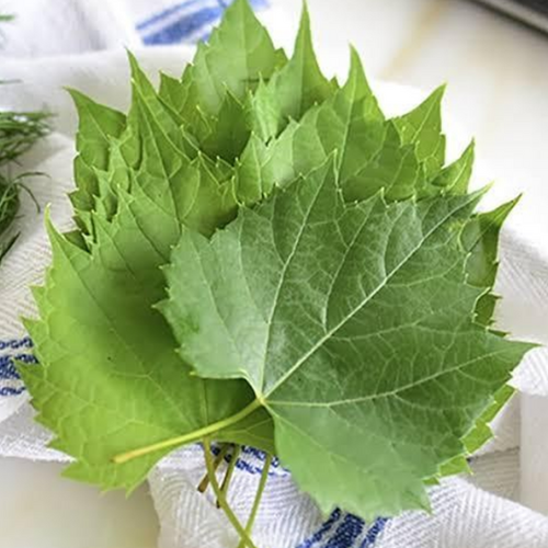 Why Should You Make Grape Leaves Part of Your Diet Here’s What You’re Missing! 1